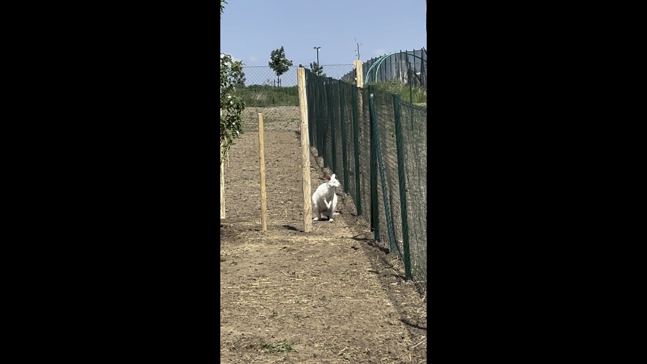 Kangaroo jumping