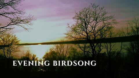 Birdsong Against the Setting Sun • Evening Nature Sounds for Relaxation & Calm