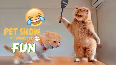 The Funniest Cat Video You'll Watch Today Guaranteed to Make You Laugh!"