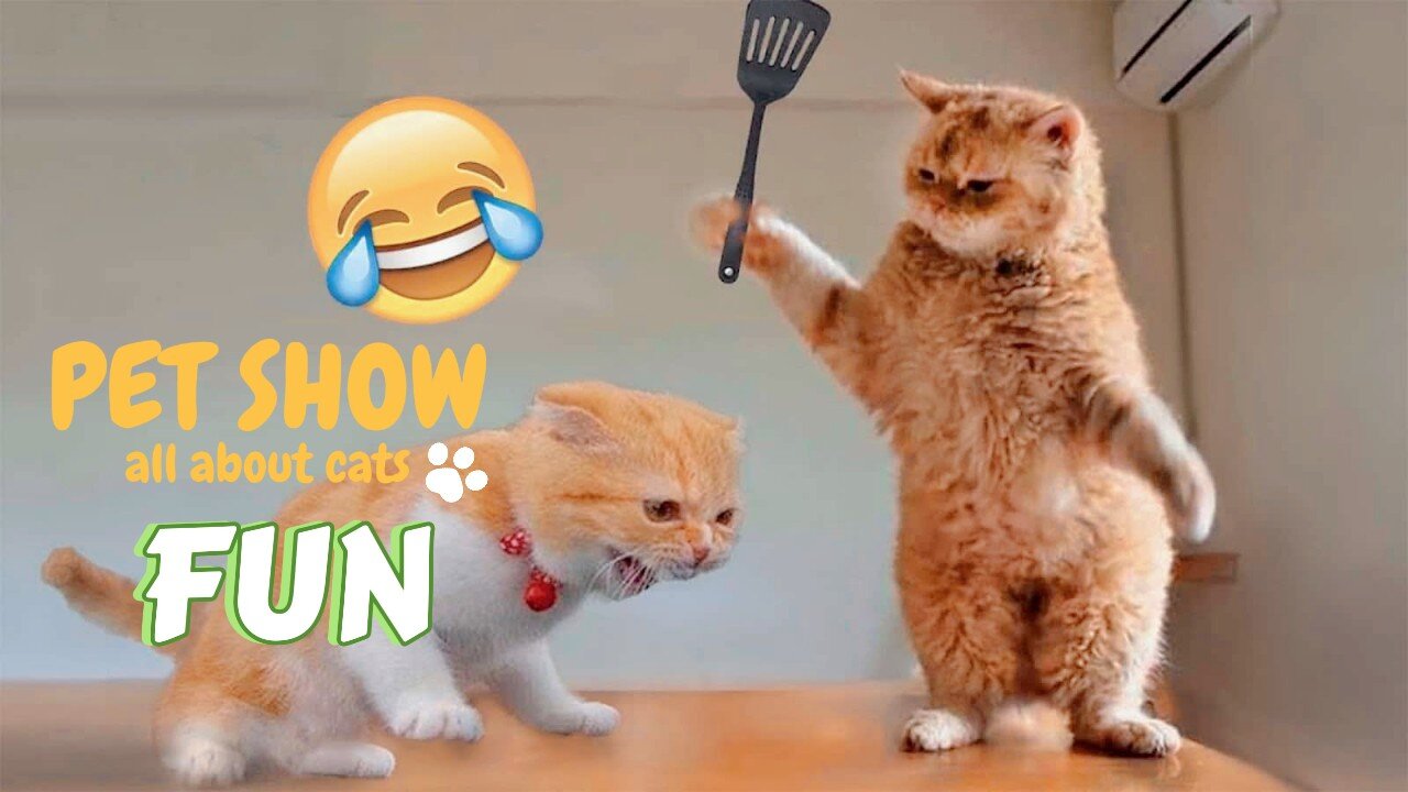 The Funniest Cat Video You'll Watch Today Guaranteed to Make You Laugh!"