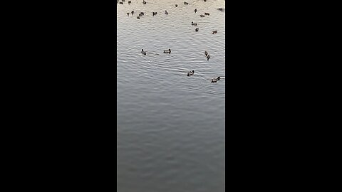 Malllard Ducks 🦆 #mallardducks #ducks #duck #swimming #followme #shorts #viral #trending