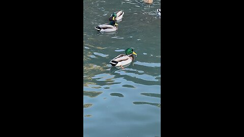 Mallard Ducks 🦆 #mallardducks #ducks #duck #subscribe #shorts #swimming #viral #trending