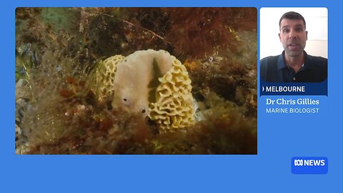 Sponge nurseries created on Apollo Bay sea floor to revive marine life