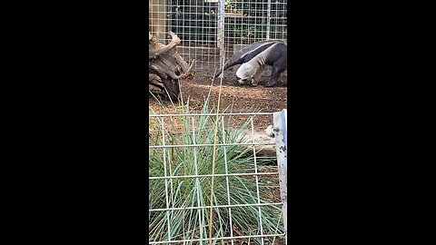Giant Anteater #giantanteater #followme #trending #viral #shorts