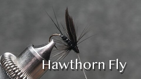 Hawthorn Fly: a trout fly from Favorite Flies and Their Histories (1892) by Mary Orvis Marbury
