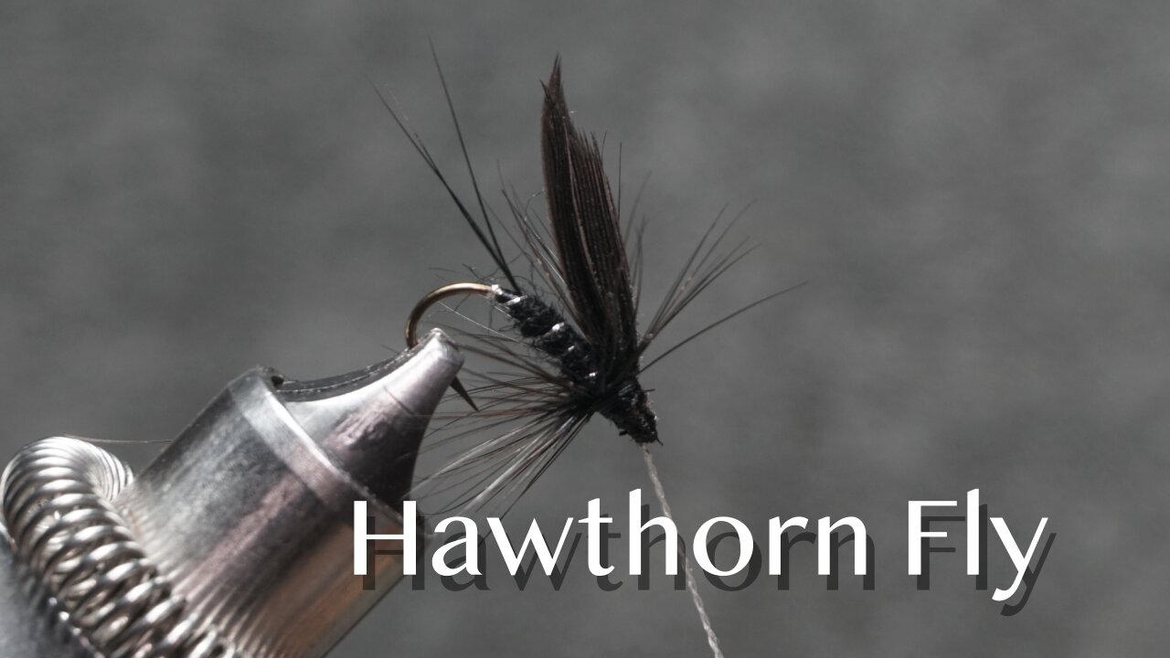 Hawthorn Fly: a trout fly from Favorite Flies and Their Histories (1892) by Mary Orvis Marbury