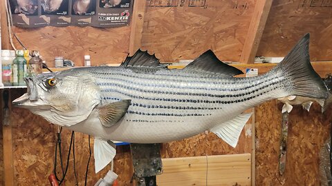 Replicate lost scales on a mounted fish