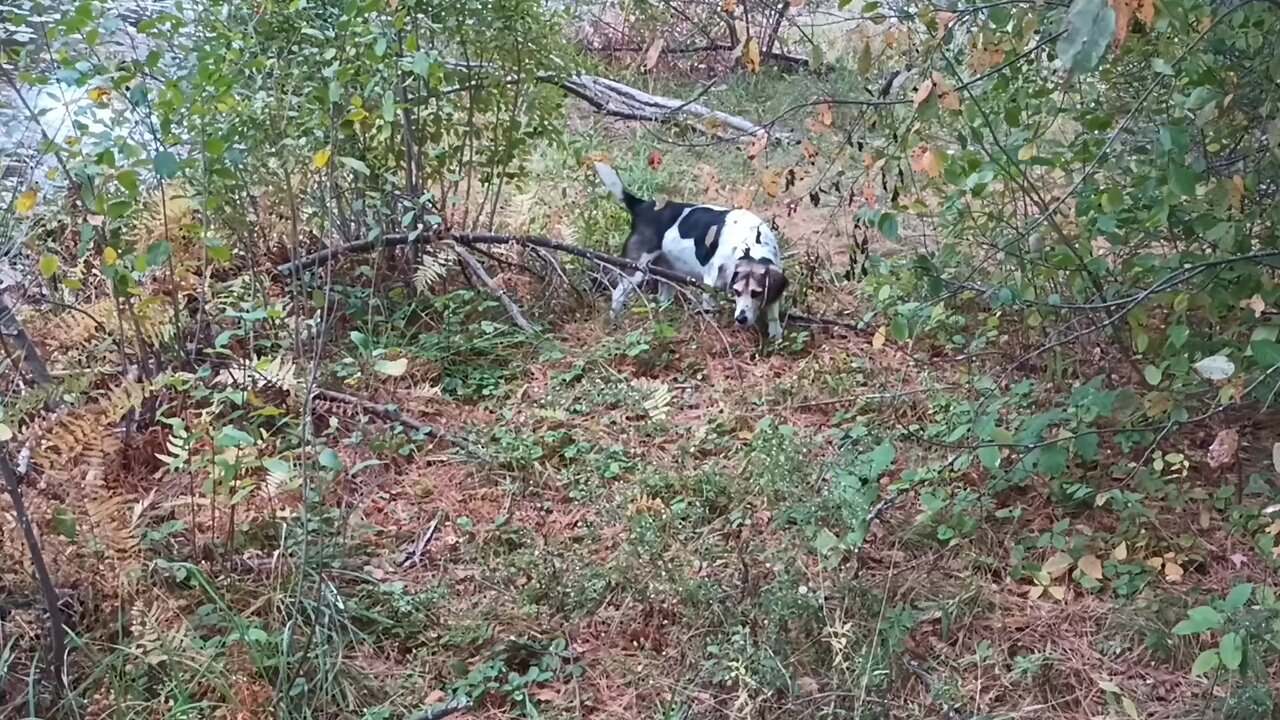 Bandit