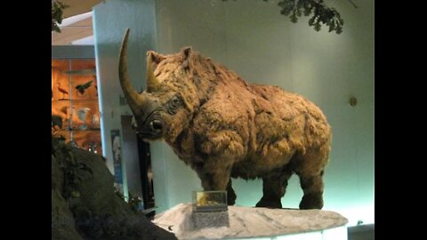 Woolly Rhino