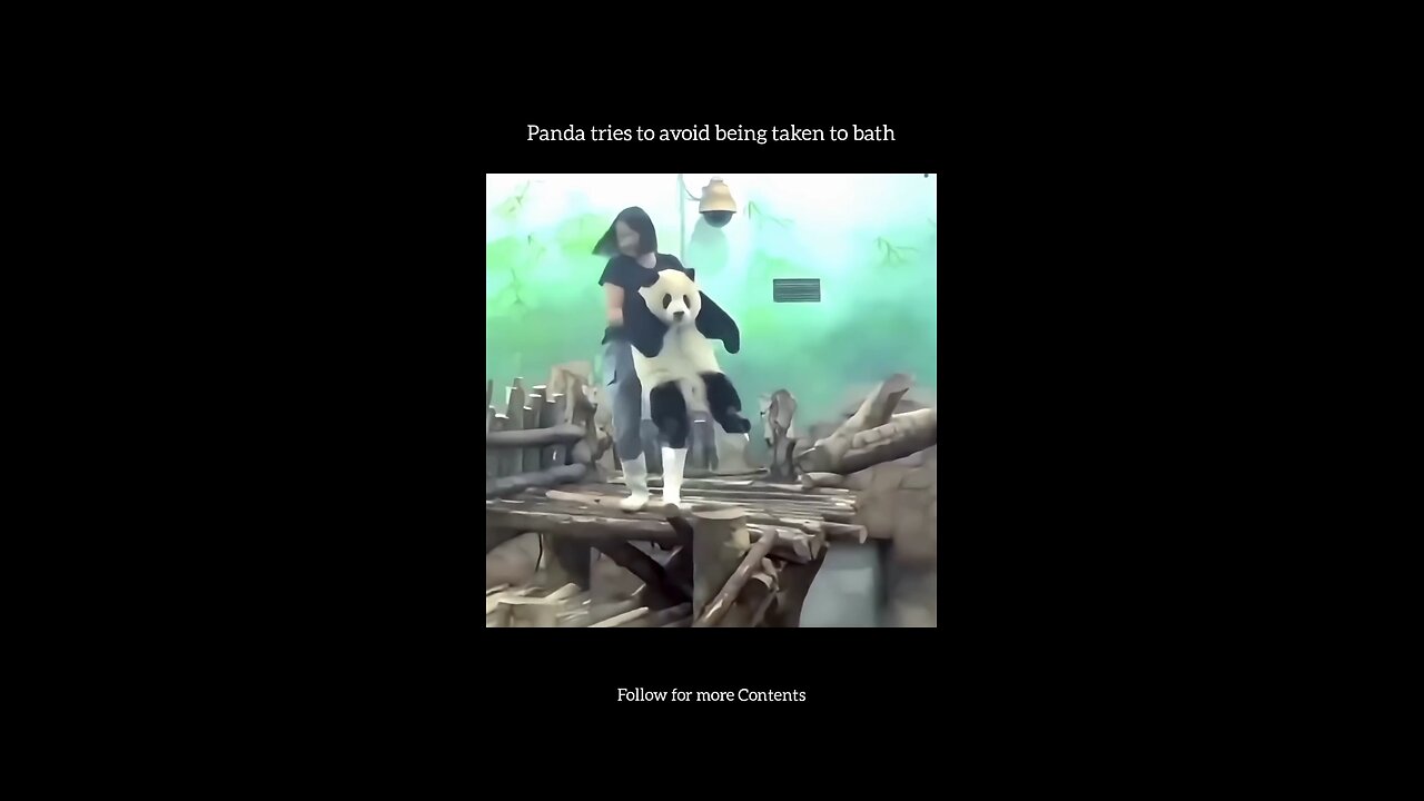 Panda Trying to avoid bath time 😂