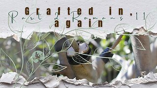 Grafted in again - Part 2 - Romans 11