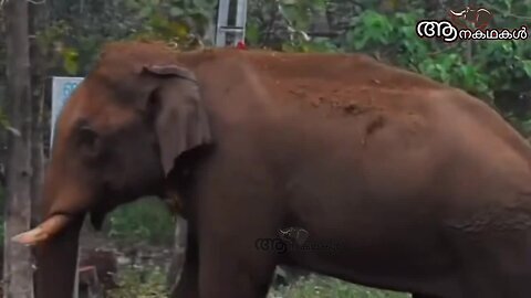 കാട്ടാന ഉൾക്കാട്ടിലേക്ക് കടന്നു മിഷൻ പരാജയപ്പെട്ടു _ wild elephant captured in kerala