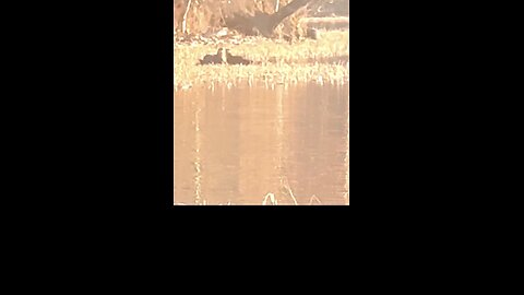 The frisky Otters came out to play on this cold evening on the Coosa River.