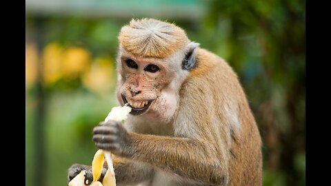 Monkey Comedy Videos Live Camera HD