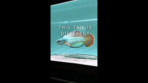 I keep staring at the tail. Wider. Fuller. Different.