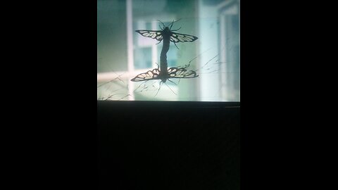 Surprising Male discovery in Value in insects