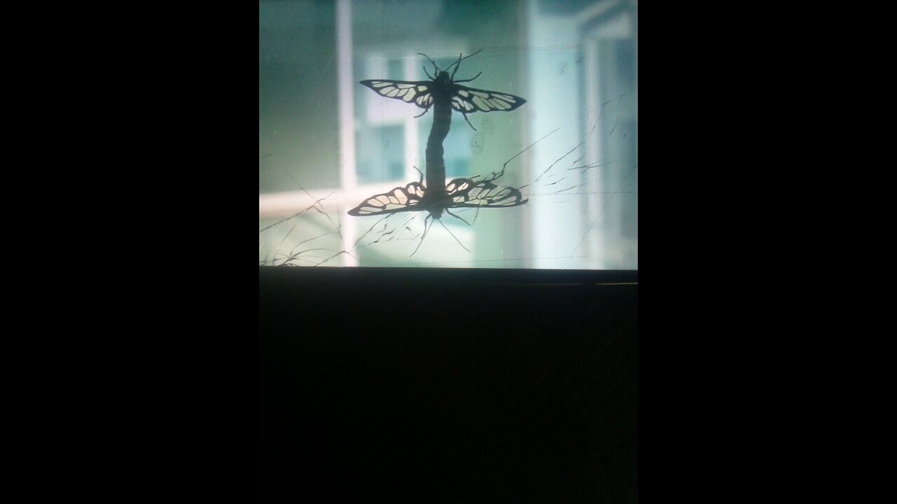 Surprising Male discovery in Value in insects