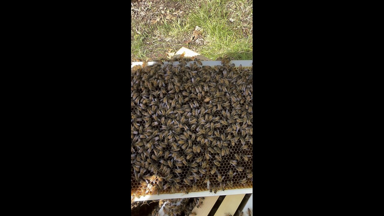 Can you spot the Queen?