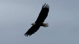 Bald Eagle Soaring