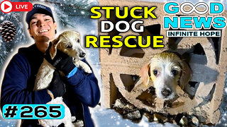 Stuck Dog Rescue, Everyday Heroes & Incredible Kindness | GOOD NEWS – Infinite Hope #265