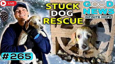 Stuck Dog Rescue, Everyday Heroes & Incredible Kindness | GOOD NEWS – Infinite Hope #265