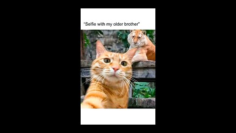 “When Life Gives You Funny Mood | Ultimate Meme Shorts” #FunnyMemes #MemeShorts #ViralVideo