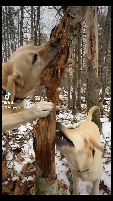 I didn’t know dogs could learn how to lumberjack