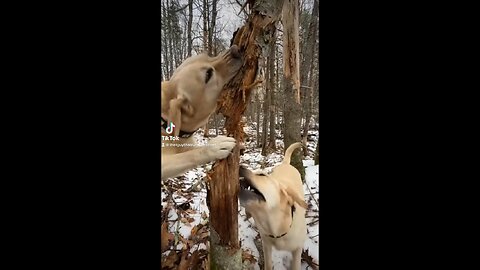 I didn’t know dogs could learn how to lumberjack