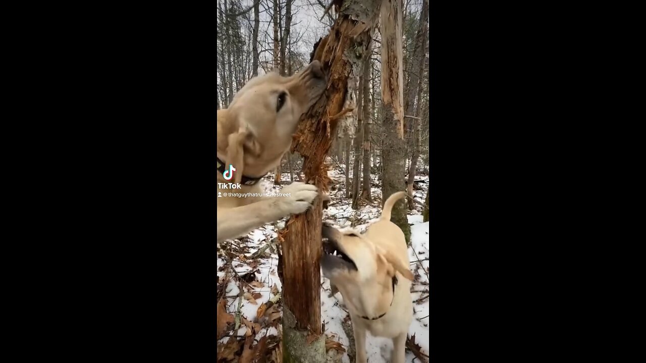 I didn’t know dogs could learn how to lumberjack