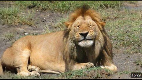 I dare you not to laugh at these ANIMALS 😂 Top Funny Animals Video 2025