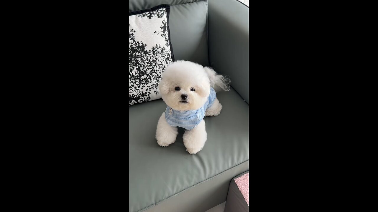 dog's Spa Asmr