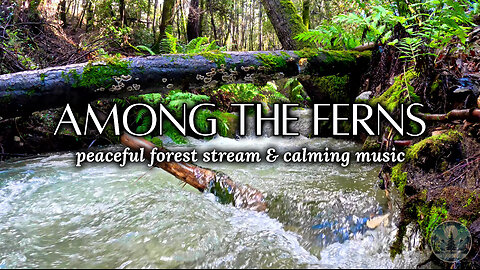 Peaceful Forest Stream & Calming Music for Meditation & Relaxation 🌿💦 | Sounds of Nature