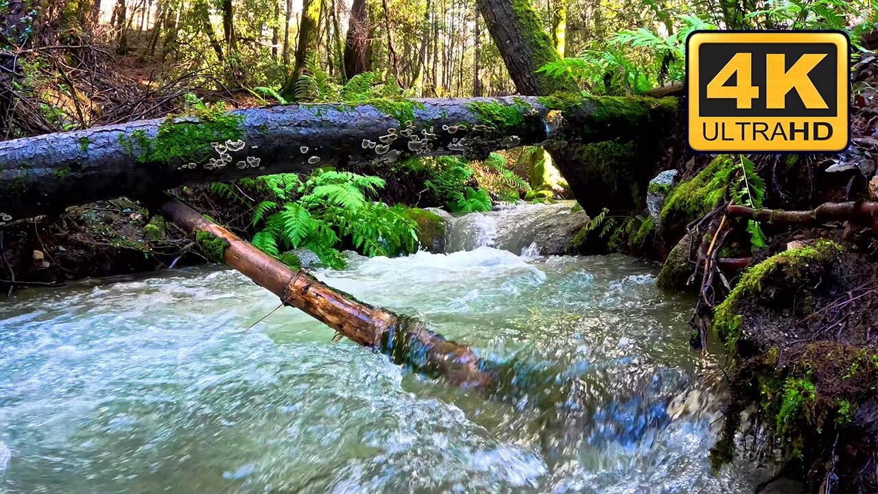 Trickling Forest Stream | Nature Sounds | Relaxing, Sleep, Meditation, Study, Focus, Stress Relief