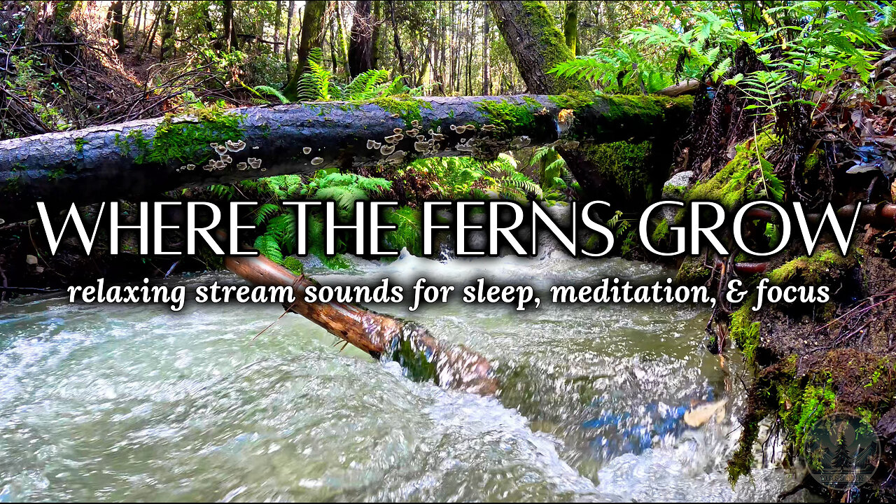 Trickling Forest Stream | Peaceful Nature Sounds & Music for Deep Sleep, Meditation & Relaxation
