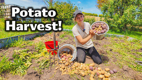 My Biggest Potato Harvest Ever!