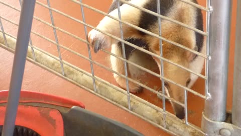 Lesser anteater sniffs the janitors water