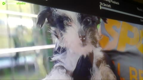 adamsfoxsportsnetworks