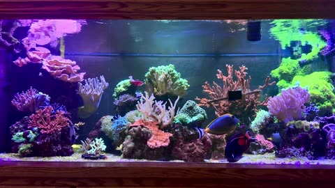 Quick view of our Saltwater Aquarium