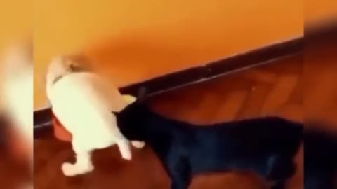 Cat slaps the dog 🤣