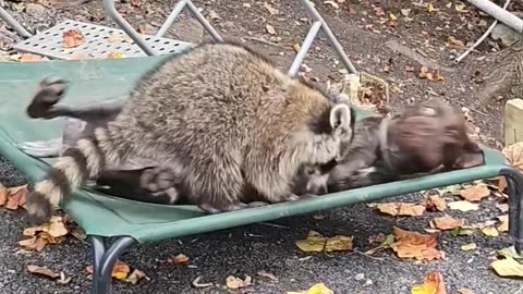 Raccoon and Dog Playing