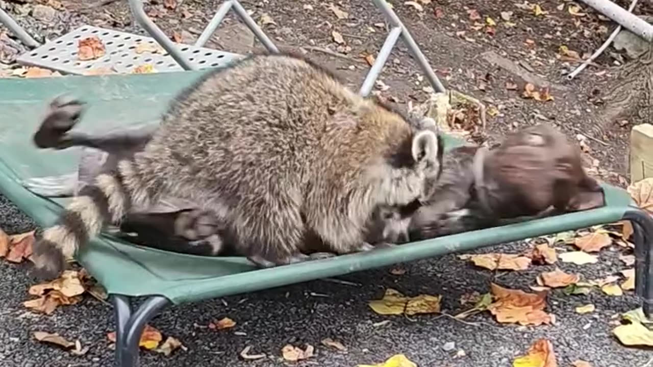 Raccoon and Dog Playing