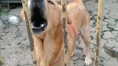 Translating barks into feelings.