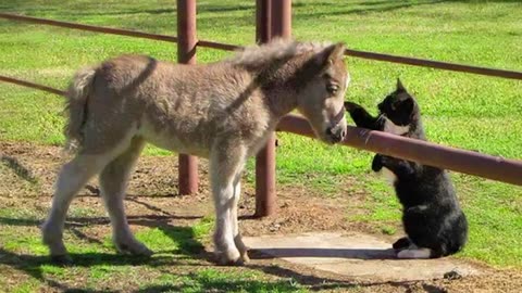 Cats Caught Being Friendly With Other Animals