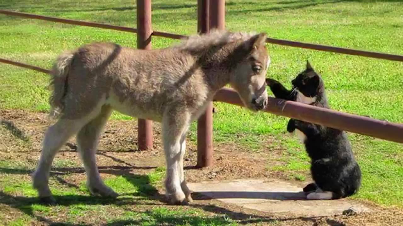 Cats Caught Being Friendly With Other Animals
