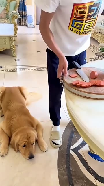 Impossible mission finally successful clever puppy