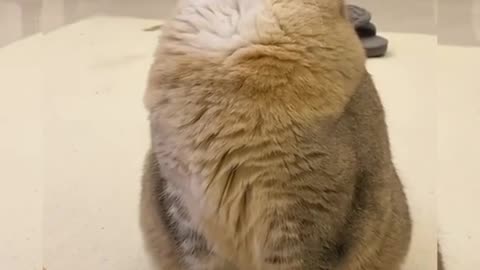 Cat sleeping while sitting