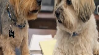 My Dogs Talk Border Security