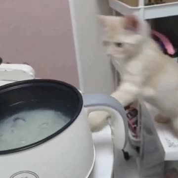 Brand New Clumsy Cats Compilation—The Last One Will Shock You! 😱🐾