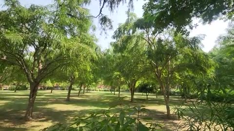 Amla Benefits and Amalaki Rasayan by Dr. Vikram Chauhan