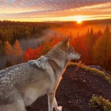 Golden Hour Wolf Return